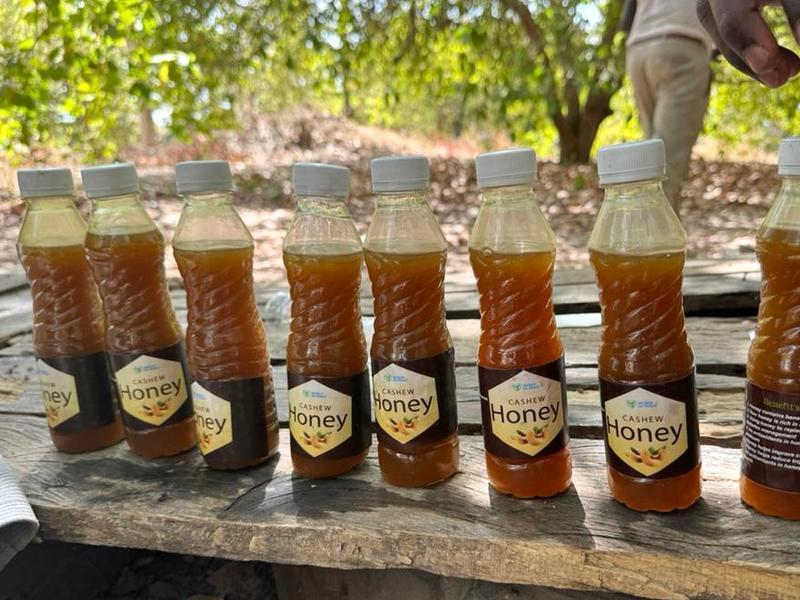 First Honey Harvest in Gambia – Orphans Become Beekeepers 💛