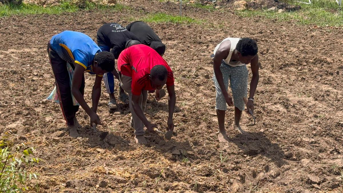 Erdnuss